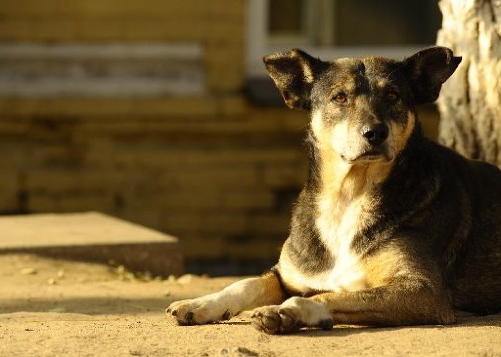Ладижин: чому напади собак на людей стали регулярними, а вакцини — дефіцитними