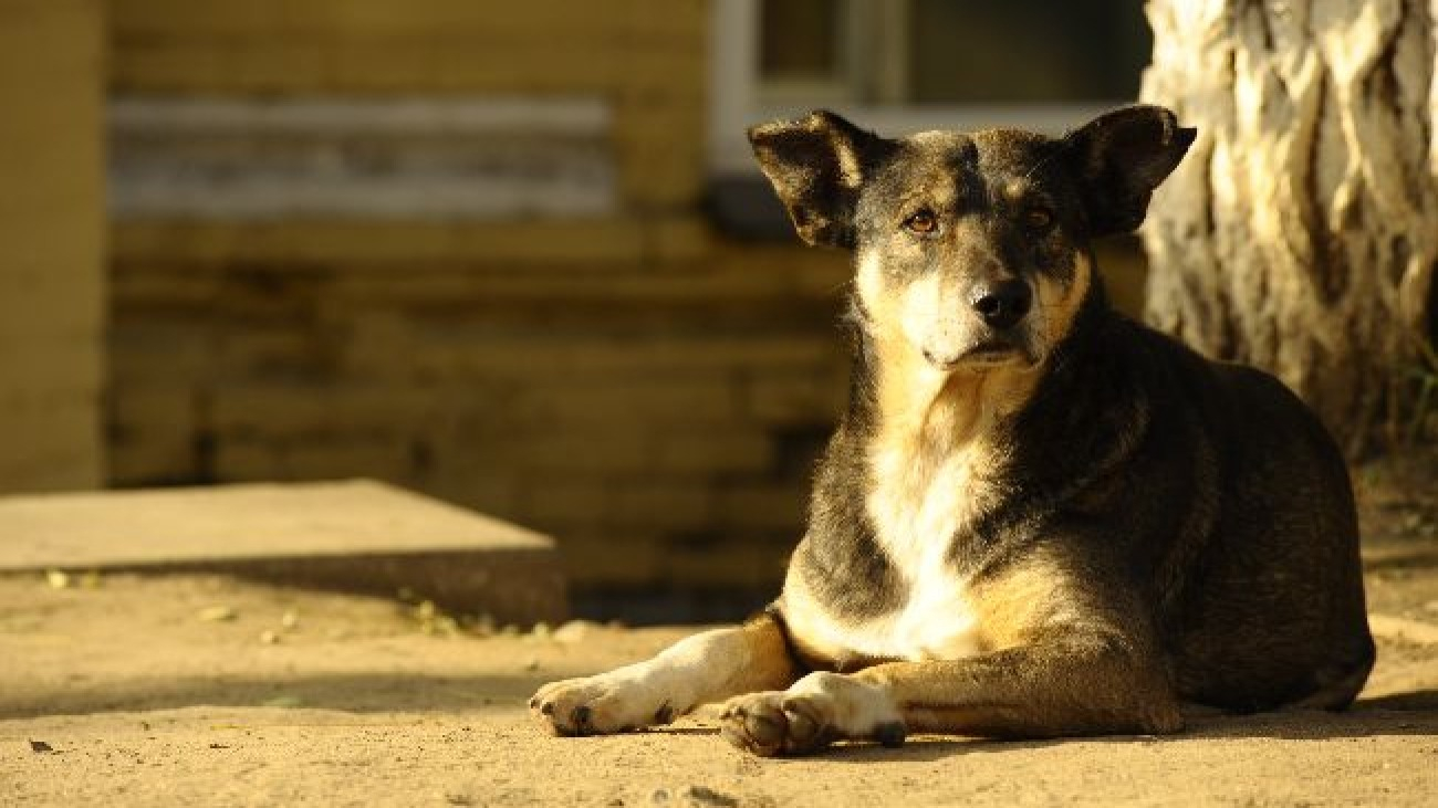 Собаки головна картинка