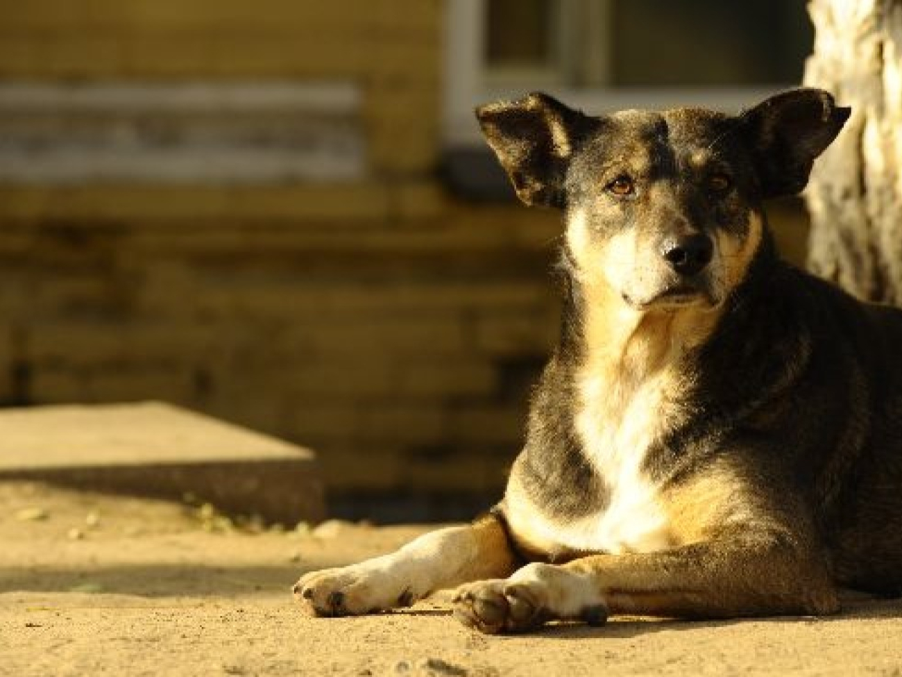 Собаки головна картинка