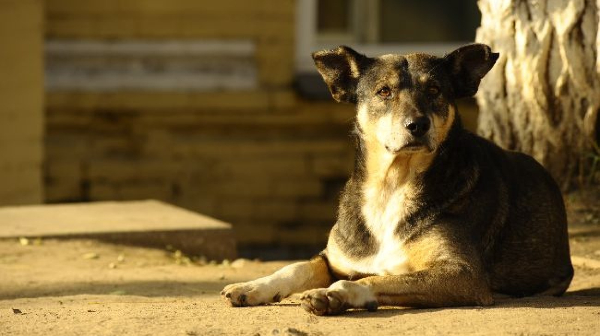 Собаки головна картинка