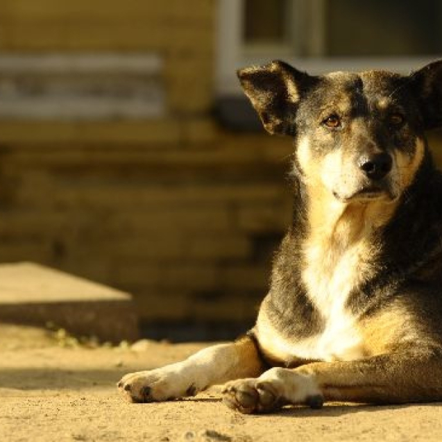 Собаки головна картинка