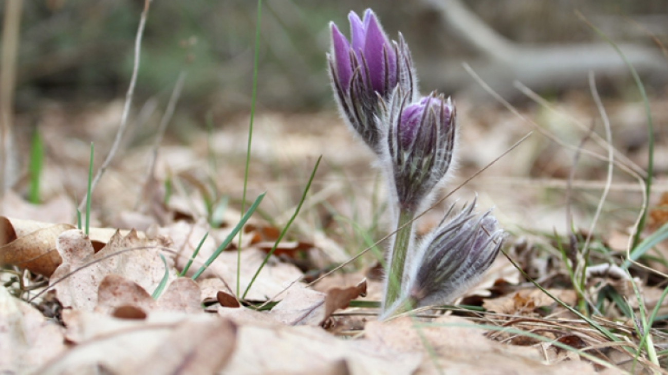 Сон розкритий5(с)