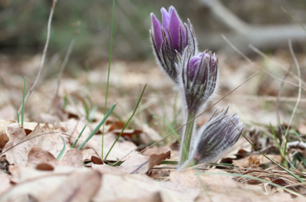 Сон розкритий5(с)