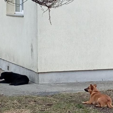 IMG_20260323_124500_676