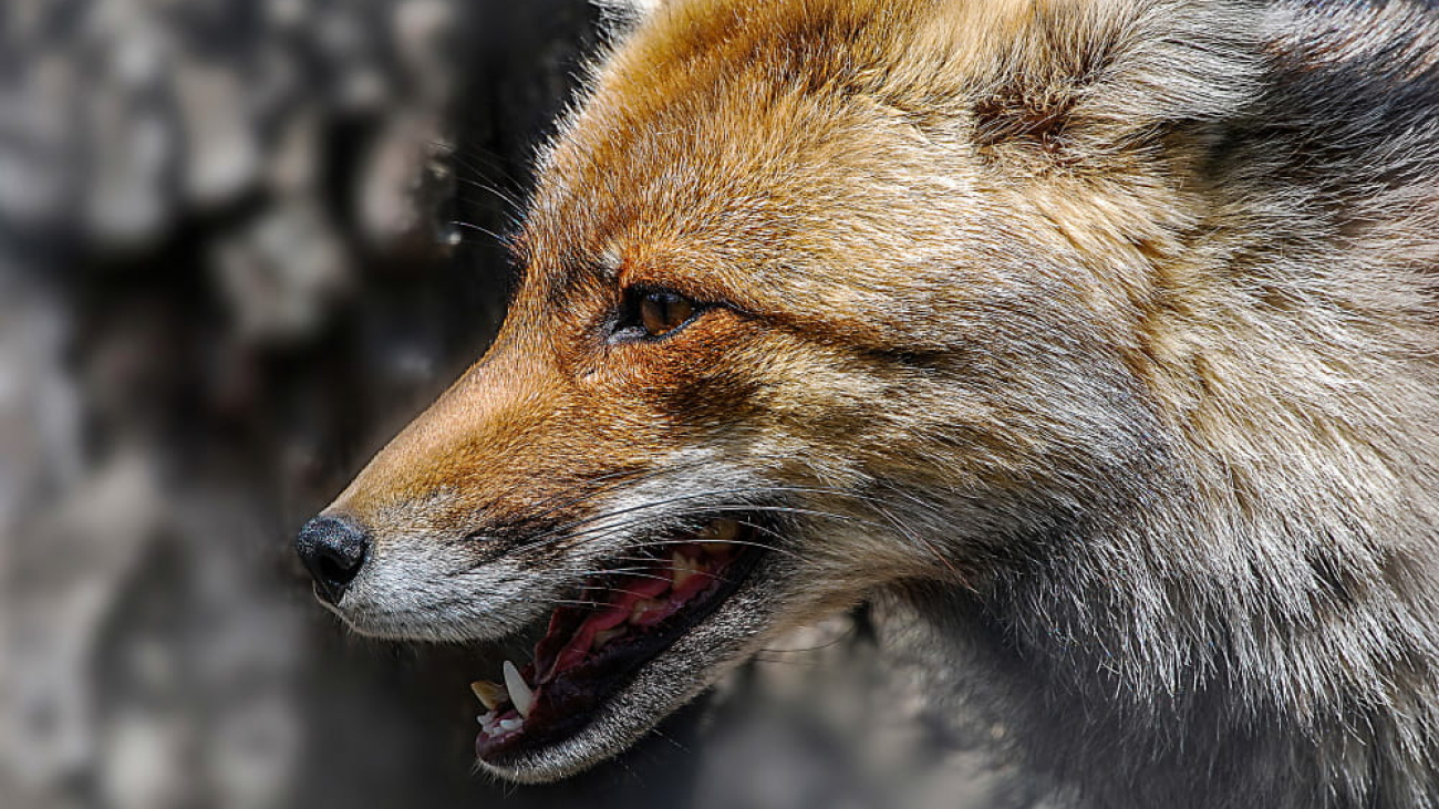 253ad13-6c70-4dc1-b946-36fc42b17341