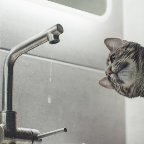 5ab8a8db-f385-4ef0-aafd-4aa5481a9ca3