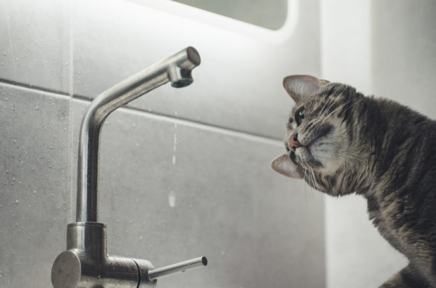 5ab8a8db-f385-4ef0-aafd-4aa5481a9ca3