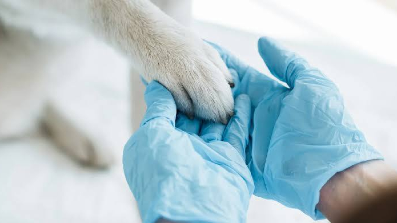 f8c5e25f-6b5d-4a6f-9e0d-4849561951fb