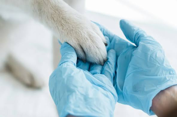 f8c5e25f-6b5d-4a6f-9e0d-4849561951fb