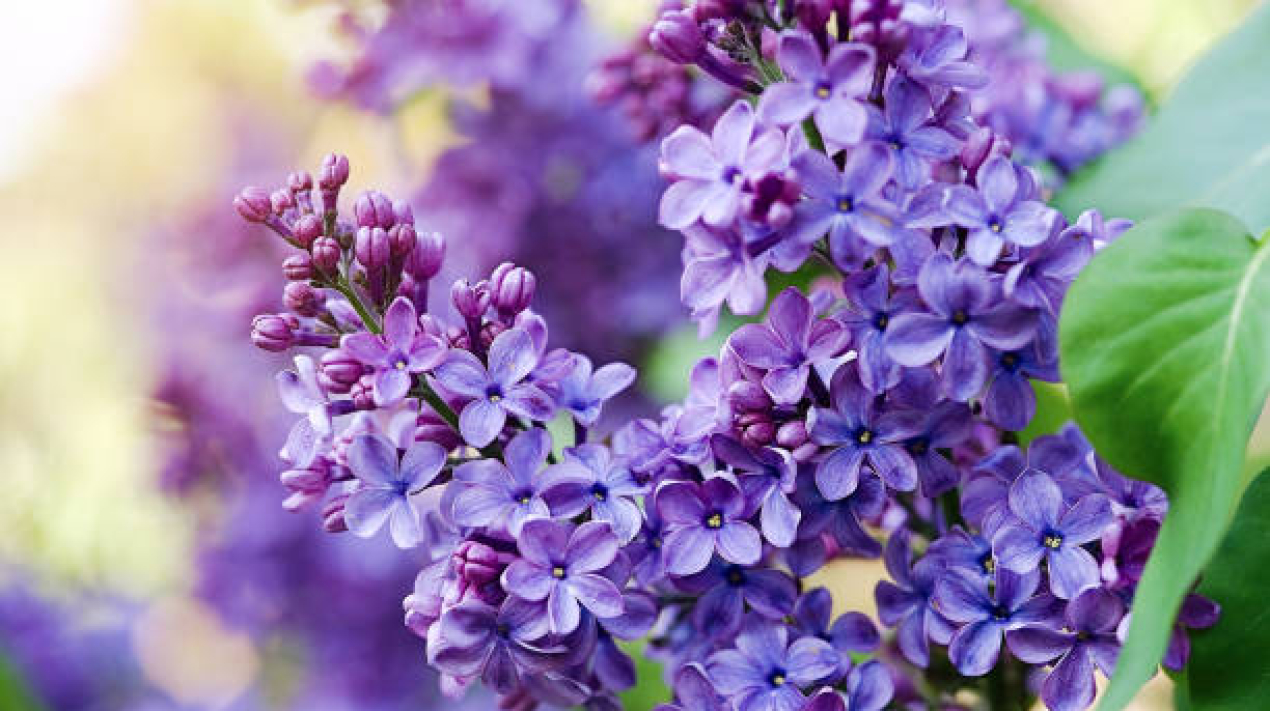 Blossoming lilac tree branch background. Spring background. Copy space. Soft focus