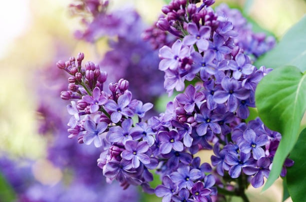 Blossoming lilac tree branch background. Spring background. Copy space. Soft focus